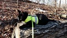 Kitty Holster Reflective Safety Harness  made In Usa 
