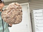 Wasp Nest Hornets  Wasp Bee Hive Nest Real Nest   Fast Shipping