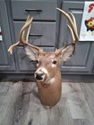 Whitetail Deer Neck Mount Drop Tine