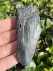 Natural Beautiful 3 03    Megalodon Tooth Fossil Shark Teeth