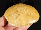 Big  Polished 150 Million Year Old  Sand Dollar Fossil Madagascar 188gr