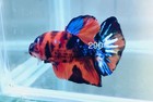 Betta Nemo Koi Male Multi Live Fish Usa High Quality  290