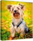 Custom Canvases For Pets Canvas Wall Art Prints With Your Photos With Framed