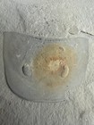 Eurypterid   Fossil Sea Scorpion  Silurian     Ridgemount Quarry  Ontario E2