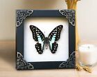 Real Framed Butterfly Handmade Shadow Box Insect Frame Taxidermy Home Decor