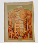  7  Vintage 1901 Medical Human Anatomy Boards  3 w  Fold Outs 