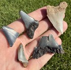 Fossil Megalodon Family   Great White Shark Tooth Lot Real Shark Teeth Fossils