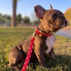 Luxury Leather Designer Dog Collar In Xs  S  M  L  Xl  optional Leash Available 