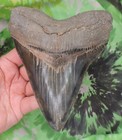 Megalodon Sharks Tooth 6 1 16  Inch No Restorations Fossil Sharks Teeth Tooth