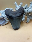 3 52    Megalodon Tooth From A 38    Prehistoric Shark  Great Size