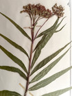 Antique Herbarium Pressed Botanical Specimen 1900s Ironweed 15  X 10 
