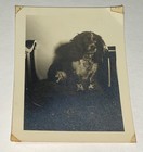 Rare Antique Vintage American Cute Pet Animal Spaniel Dog Snapshot Photo  Us 