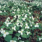 10 White Trillium Plant Trillium Grandiflorum Bulbs Bare Root Wildflower Shade
