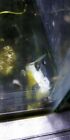 8  Freshwater Tank Cleaner Snails Algae Cleanup  free Plants Aquatic Plants  