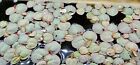  30   Red Root Floater Buy2get1free  phyllanthus Fluitans  Aquarium pond Plant