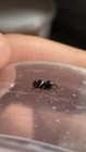 Orange      Phase - Regal Jumping Spiders I4