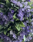 Martha Stewart Medium 11  Topiary Plant Ball Purple Jasmine Lilac 32    Circum Nwt