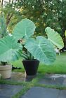 10 Live Bulbs Thailand Giant Thai Giant Elephant Ear Huge Leaf