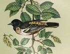 Hyalyn Trivet Waxwing Bird Wall Hanging Tile 6x6 Usa Cork Backing Wall Decor