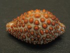 The Famous   jenneria Pustulata 22 1mm gem panama Seashell