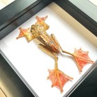 Harlequin Tree Frog  rhacophorus Pardalis  Shadow Box Frame Display Case Bug M