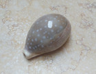 F Cypraea Camelopardalis  Red Sea Shell 70 6mm F    f    Nice Clear Dots Superb