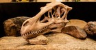 High Quality Velociraptor Skull - High Quality Replica -free World Wide Shipping