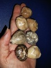 Bc01  6pcs Cowries Fossil 1pc Free  Mix Barycypraea Ovata From Java  Indonesia