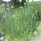 25 Egyptian Walking Onions Catawissa Winter Walking Topset Bulb  2026 Harvest