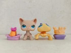 2pcs lot Littlest Pet Shop Toy Lps Cat Yellow Spider  228 593 W 5pcs Accessories