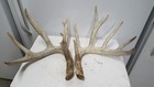 Big Ole 174  Whitetail Deer Sheds Antlers Mule Mount Taxidermy Elk Horns