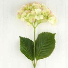 Tall Green And Purple Hydrangea Floral Stem Perfect For Wedding Decor