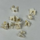 Lot Of 10 Real Coyote Molars Teeth Taxidermy Art Weird Odd Project Unqiue   1333