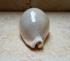 F Cypraea Camelopardalis Lareg Very Good Size 81 5mm F     Lyncina Red Sea Shell