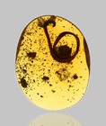 Detailed Diplopoda  millipede  - Fossil Insect Inclusion In Burmese Amber