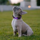 Dog Pet Adjustable Nylon Collar With  Water Proof Airtag Holder  Purple s