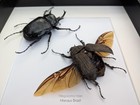 Framed Megasoma Mars Beetle Pair  Rare Entomology Specimen  Ethically Sourced