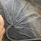 4180 Grams Of Fossils Of Crinoid From The Guanling Biota In Guizhou