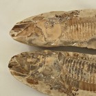 Large Green River Fossil Fish Split Pair Slab 16in Likely Diplomystus Wyoming