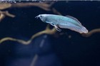 Silver Blueberry Arowana  6  To 7  Inch Live Fish Nextday Shipping