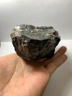 Stegodon Sp Fossil Tooth From The Miocene Rare Amazing Genuine