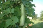 Ed   ble Long Bottle Gourd S     ds asian Indian Opo Squash dudi calabash long   