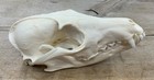  Fox Skull Authentic Red Fox Skull