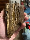 Kentucky Petrified Wood