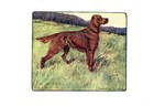 1906 Antique Irish Setter Print Vernon Stokes Hunting Dog Art Print 4118c
