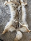 Jumbo Sized Mountable Golden   Italian Leather  Coyote Pelt   Marked  