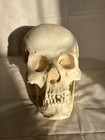 France Casting Southwestern Indigenous Skull Replica