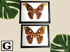 Real Moths Butterfly Insect Taxidermy Display Wood Framed Collectible Decor X 2