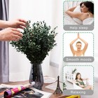 Large Dried Eucalyptus Stems - Real Preserved Fresh Eucalyptus Plant For Arra   