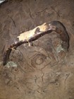 Antique Ethiopian Ras Shield Large Size Shotel Gurade Shamshir 